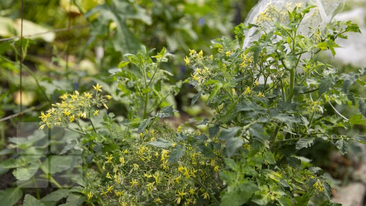 Paradisul roșiilor la Cigârleni. O moldoveancă crește tomate pe gustul tuturor (FOTOREPORT)