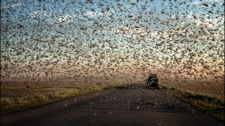 Capitala mondială a cazinourilor, Las Vegas, a fost invadat de lăcuste