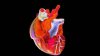 Cercetători americani au imprimat în 3D părţi funcţionale ale inimii