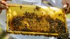 Terapie cu zumzet de albine. Afacerea de succes a unui cuplu din raionul Donduşeni, care şi-a deschis o agropensiune