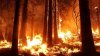 Mai multe vedete de la Hollywood fac apel la autorităţi să oprească incendiile din pădurea Amazoniană