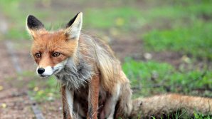 Un nou caz de rabie: Este vorba despre o vulpe din satul Mereni