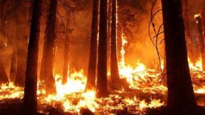 Mai multe vedete de la Hollywood fac apel la autorităţi să oprească incendiile din pădurea Amazoniană