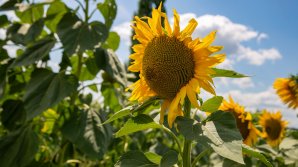 METEO: Cum va fi vremea în weekend câte grade vor indica termometrele