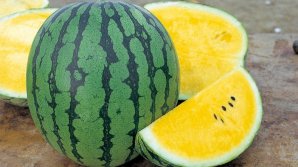 Premieră pentru ţara noastră. Un agricultor crește pepeni verzi, dar cu miezul galben