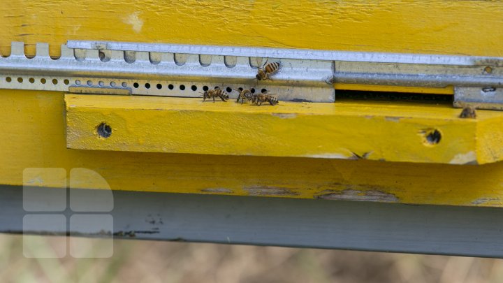 UN AN APICOL REUŞIT. Culesul mierii de floarea soarelui este pe sfârşite (FOTOREPORT)