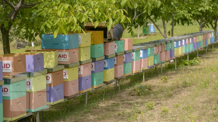 UN AN APICOL REUŞIT. Culesul mierii de floarea soarelui este pe sfârşite (FOTOREPORT)