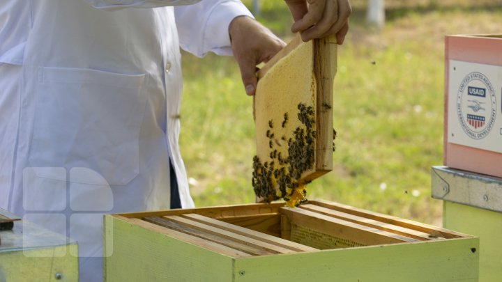 UN AN APICOL REUŞIT. Culesul mierii de floarea soarelui este pe sfârşite (FOTOREPORT)