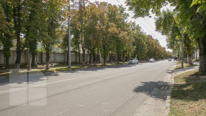 Frunzele castanilor din Capitală au devenit ruginii înainte să vină toamna. Care este cauza