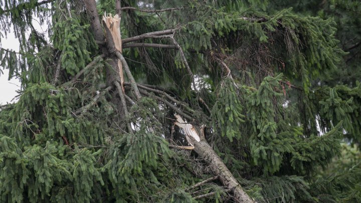 IMAGINI SUMBRE, LA CAMENCA. Ploaia cu grindină a distrus mai mulţi pomi fructiferi (FOTOREPORT)