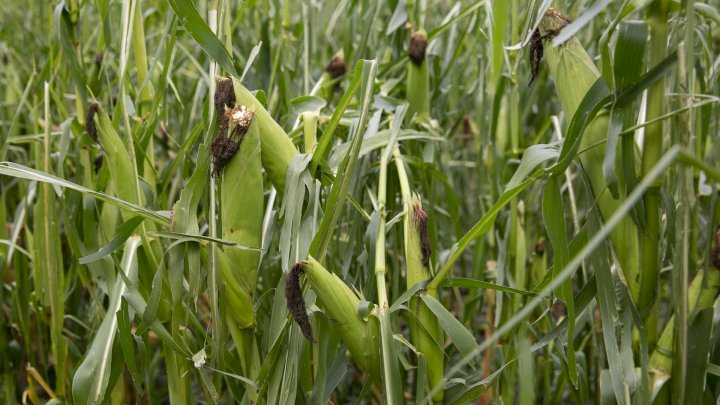 IMAGINI SUMBRE, LA CAMENCA. Ploaia cu grindină a distrus mai mulţi pomi fructiferi (FOTOREPORT)