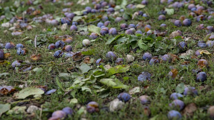 IMAGINI SUMBRE, LA CAMENCA. Ploaia cu grindină a distrus mai mulţi pomi fructiferi (FOTOREPORT)