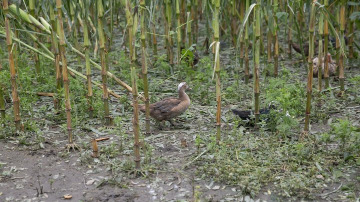 IMAGINI SUMBRE, LA CAMENCA. Ploaia cu grindină a distrus mai mulţi pomi fructiferi (FOTOREPORT)