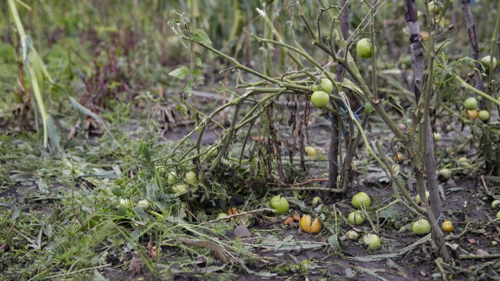 IMAGINI SUMBRE, LA CAMENCA. Ploaia cu grindină a distrus mai mulţi pomi fructiferi (FOTOREPORT)