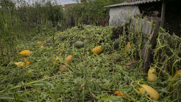 IMAGINI SUMBRE, LA CAMENCA. Ploaia cu grindină a distrus mai mulţi pomi fructiferi (FOTOREPORT)