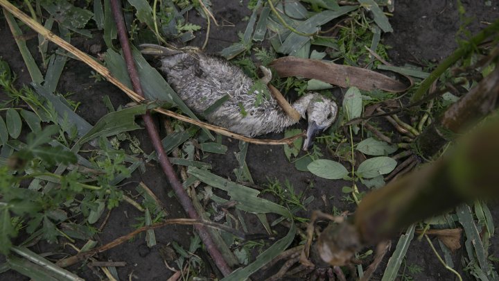 IMAGINI SUMBRE, LA CAMENCA. Ploaia cu grindină a distrus mai mulţi pomi fructiferi (FOTOREPORT)