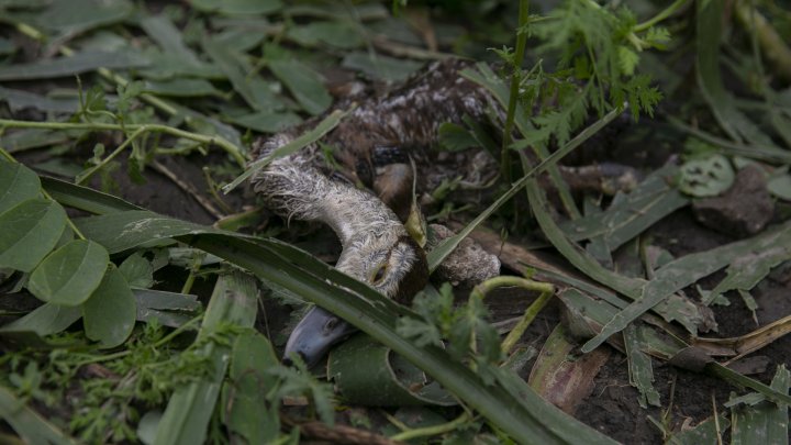 IMAGINI SUMBRE, LA CAMENCA. Ploaia cu grindină a distrus mai mulţi pomi fructiferi (FOTOREPORT)