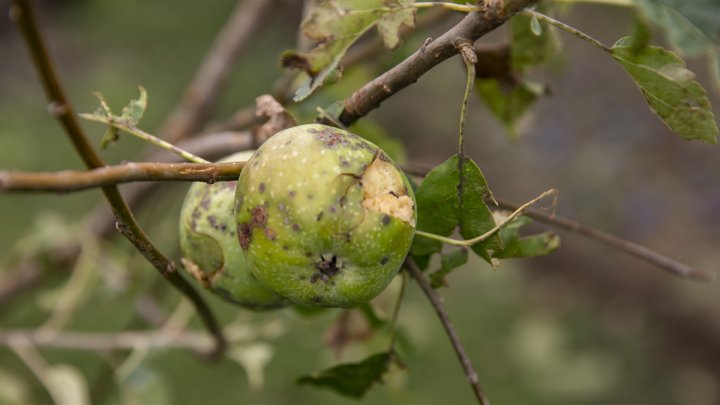 IMAGINI SUMBRE, LA CAMENCA. Ploaia cu grindină a distrus mai mulţi pomi fructiferi (FOTOREPORT)