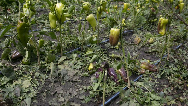 IMAGINI SUMBRE, LA CAMENCA. Ploaia cu grindină a distrus mai mulţi pomi fructiferi (FOTOREPORT)