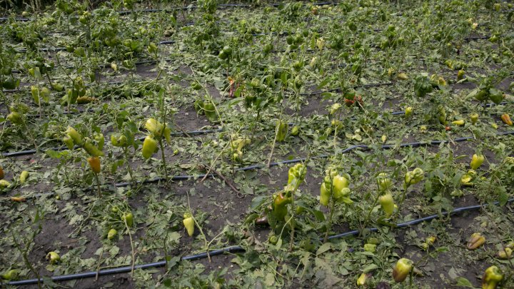 IMAGINI SUMBRE, LA CAMENCA. Ploaia cu grindină a distrus mai mulţi pomi fructiferi (FOTOREPORT)