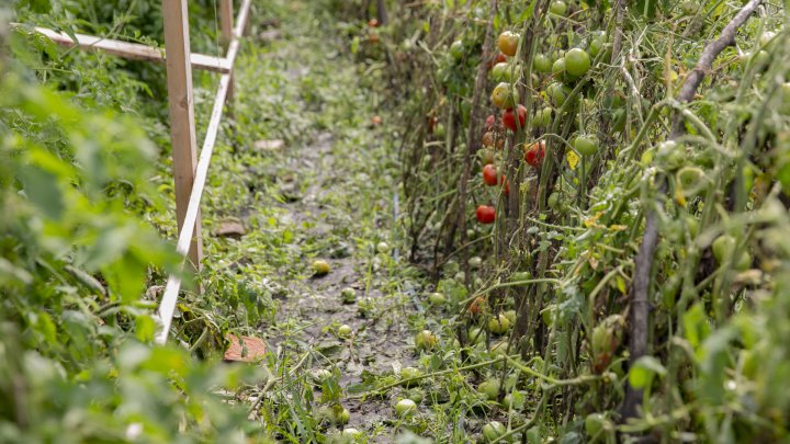 IMAGINI SUMBRE, LA CAMENCA. Ploaia cu grindină a distrus mai mulţi pomi fructiferi (FOTOREPORT)