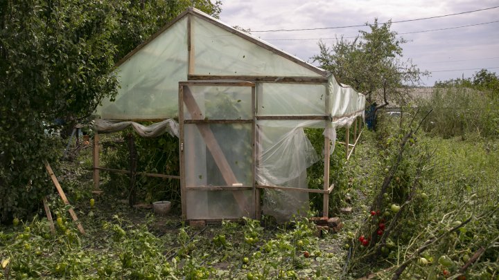 IMAGINI SUMBRE, LA CAMENCA. Ploaia cu grindină a distrus mai mulţi pomi fructiferi (FOTOREPORT)