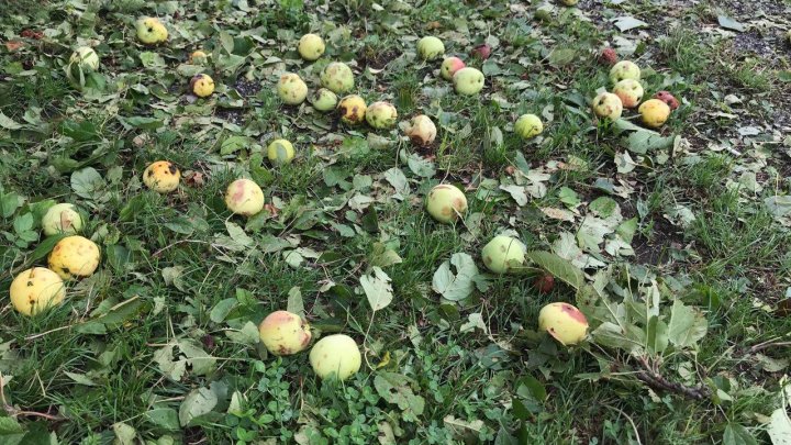 IMAGINI SUMBRE, LA CAMENCA. Ploaia cu grindină a distrus mai mulţi pomi fructiferi (FOTOREPORT)