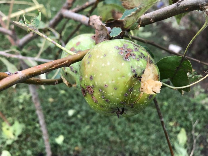 IMAGINI SUMBRE, LA CAMENCA. Ploaia cu grindină a distrus mai mulţi pomi fructiferi (FOTOREPORT)