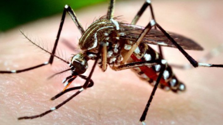 West Nile a mai făcut o victimă în România