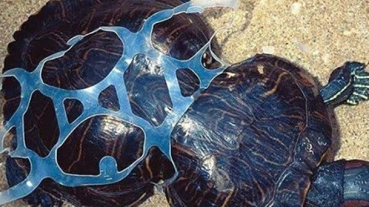 Broaştele ţestoase sunt atrase de obiectele din plastic ce seamănă cu hrana lor obişnuită