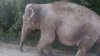 Caz neobişnuit în Belarus. Un elefant a fost observat de localnici pe străzile unui sat