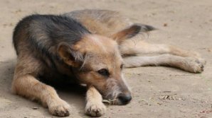 După ce sunt sterilizați, câinii maidanezi ajung din nou pe străzile Capitalei