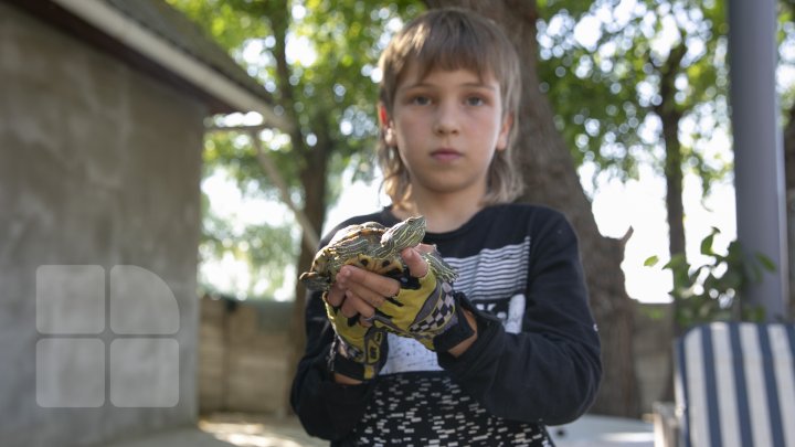 PASIUNEA NEOBIŞNUITĂ a unui copil din Cahul. Băiețelul de doar nouă ani crește șerpi (FOTO)