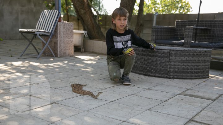 PASIUNEA NEOBIŞNUITĂ a unui copil din Cahul. Băiețelul de doar nouă ani crește șerpi (FOTO)