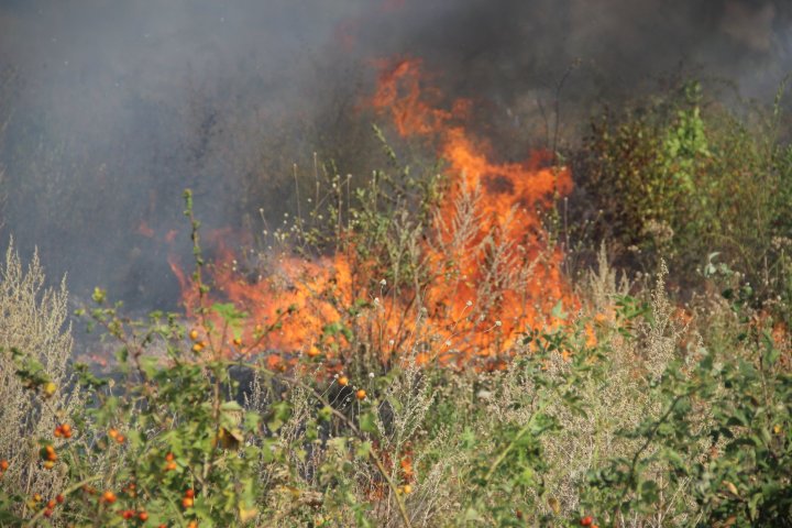 Incendiu de vegetație în sectorul Râșcani al Capitalei. Pompierii, la fața locului (FOTO)