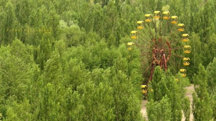 Catastrofa nucleară de la Cernobâl. Cum a reușit vegetația să se dezvolte într-unul dintre cele mai radioactive locuri de pe planetă