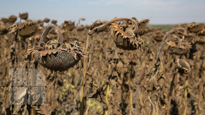 Toamnă cu roade bogate! Pe câmpurile din ţară se recoltează floarea-soarelui (FOTOREPORT)