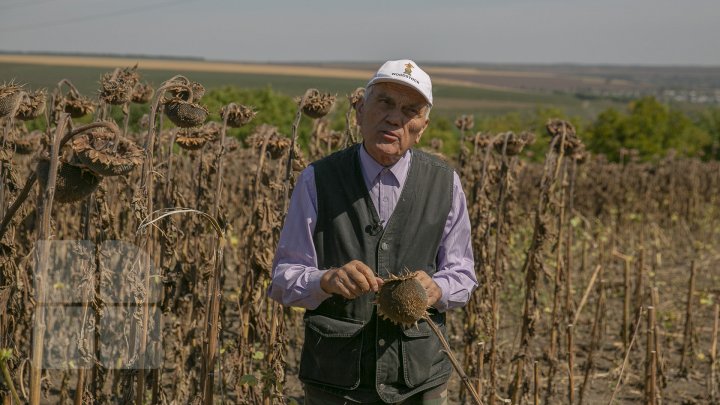 Toamnă cu roade bogate! Pe câmpurile din ţară se recoltează floarea-soarelui (FOTOREPORT)