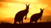 Motivul uimitor pentru care vor fi împușcați cangurii din Australia