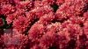 Paradisul crizantemelor la Grădina Botanică. Vizitatorii pot admira şi procura peste 100 de soiuri de flori (FOTOREPORT)