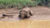 Un elefant dintr-o specie pe cale de dispariție a fost ucis, cu 70 de gloanțe în corp