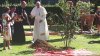 Pomul vieții, sădit de Papa Francisc, a fost otrăvit de vandali