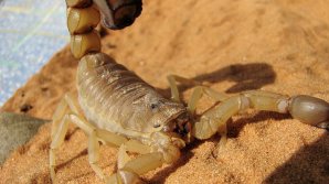 Un băiat de 10 ani a primit prin poștă un scorpion ucigător. Explicația expeditorilor