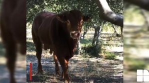 Un taur a devenit vedetă pe internet după ce a evadat dintr-un abator. Află povestea emoţionantă (VIDEO)