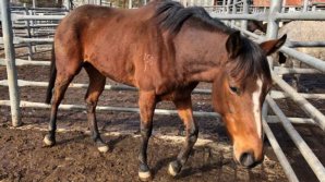 CUTREMURĂTOR. Cai de rasă, care au câștigat competiții de milioane de dolari, torturați și măcelăriți