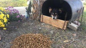 EMOŢIONANT! Un câine nu mai pleacă din locul în care a murit un tânăr de 21 de ani