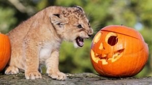 SPIRITUL HALLOWENULUI LA ZOO: Animalele din Detroit, răsfăţate cu dovleci cu delicii