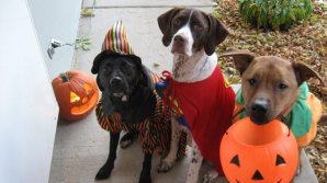 HALLOWEEN PENTRU ANIMALE: Americanii cumpără costume pentru patrupezii lor