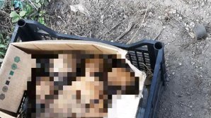 O tânără, ÎNDUIOŞATĂ de ce a găsit pe o stradă din Capitală. Vezi ce MESAJ a lăsat pe o reţea de socializare (FOTO)