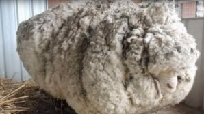 Oaia care a intrat în Cartea Recordurilor pentru blana stufoasă a murit